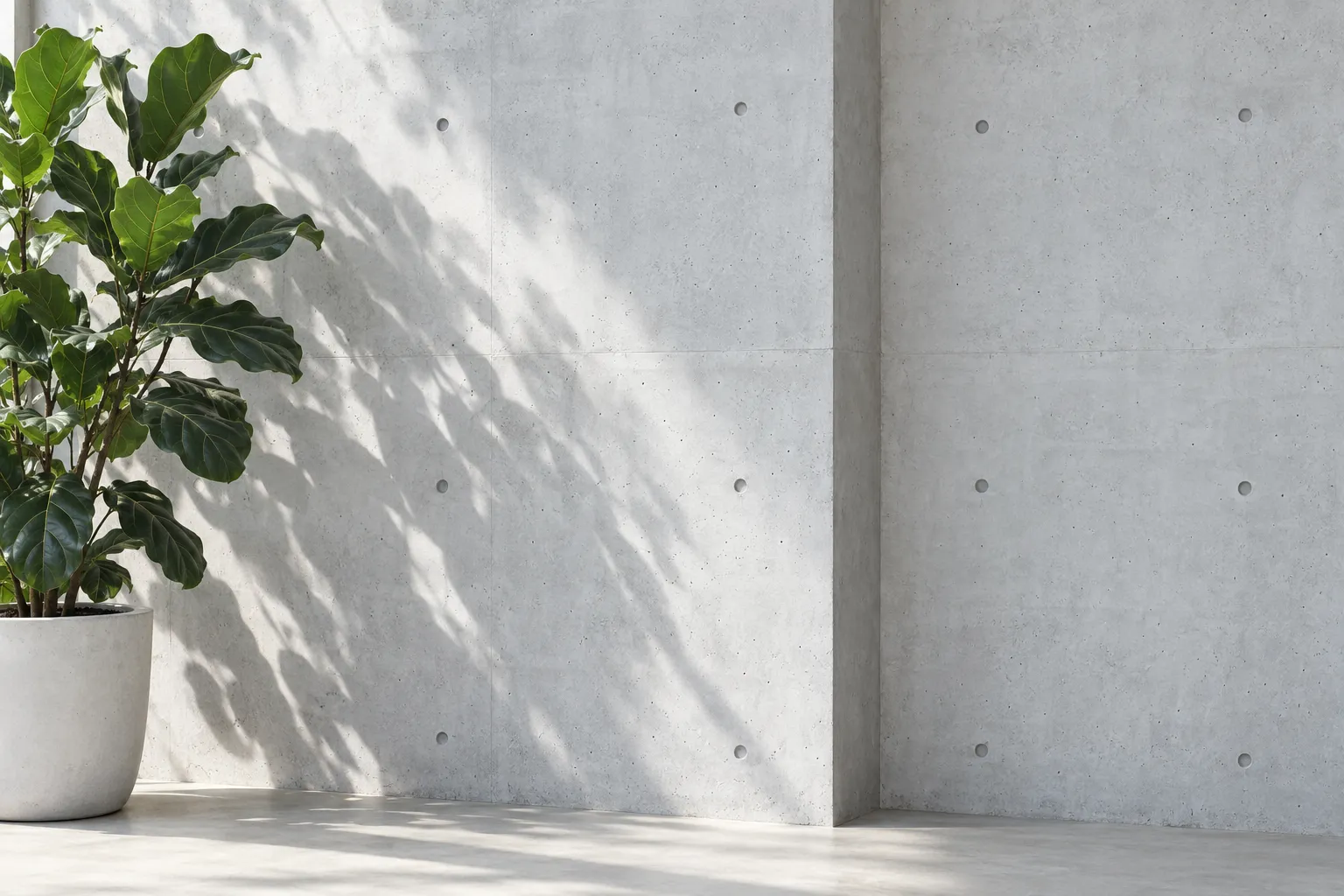 Muro de concreto con una planta y sombras de hojas bajo luz natural
